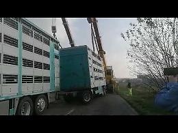 VIDEO Spinadesco: rimorchio che trasporta maiali si ribalta su via Milano