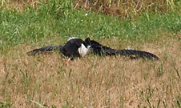 Cicogna morta folgorata dall'alta tensione
