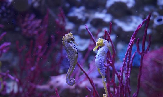 Gardaland SEA LIFE Aquarium, un San Valentino tra le onde
