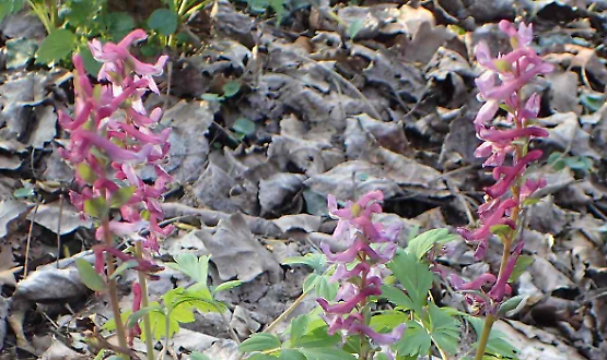 Bosco Didattico: la prima apertura domenicale