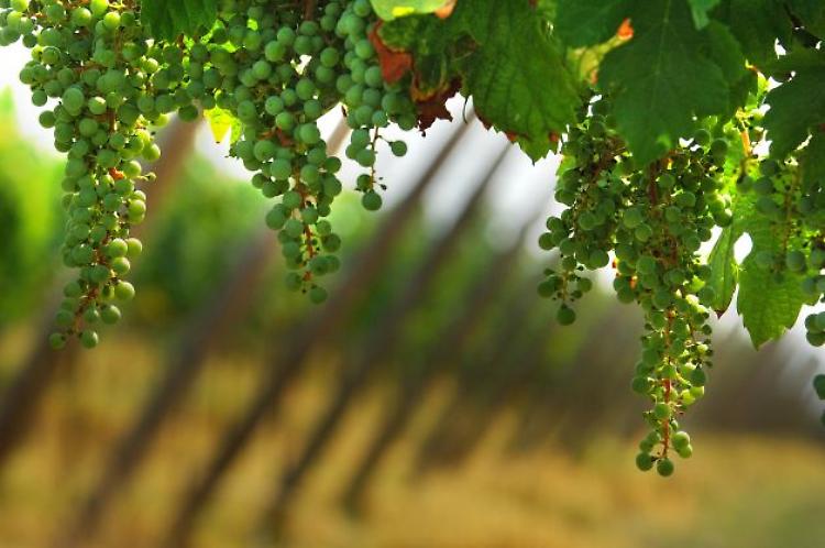 Festival Franciacorta in cantina