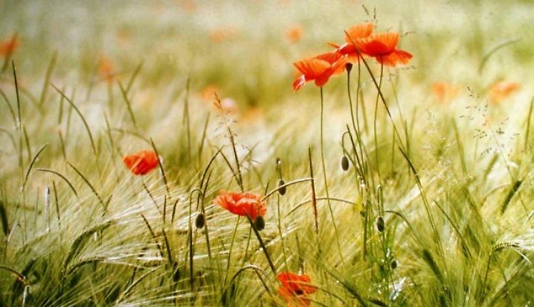 La festa della natura a Viadana il 2 giugno