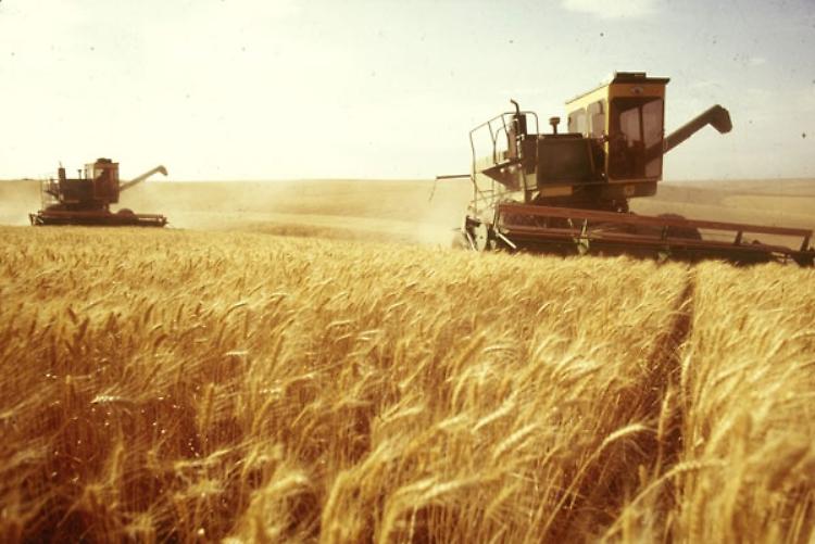 Grano: Confagri, tensione Russia-Ucraina ma Europa ha scorte
