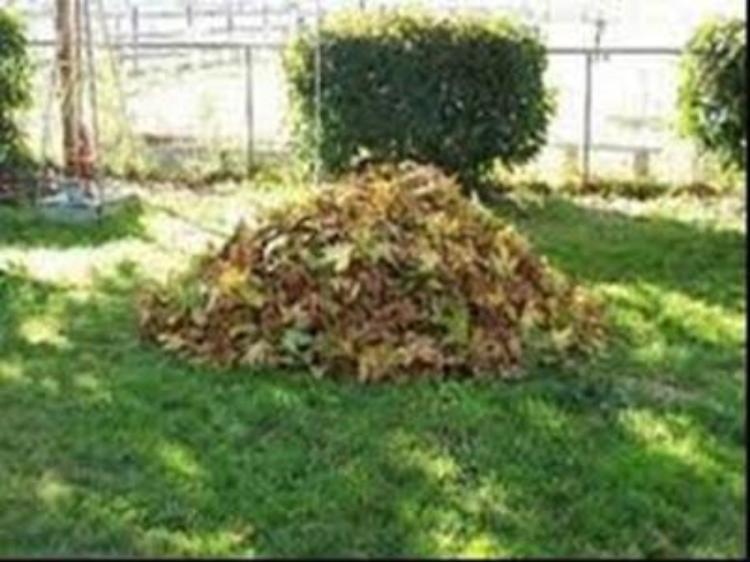 La raccolta degli scarti vegetali è inclusa nel costo generale