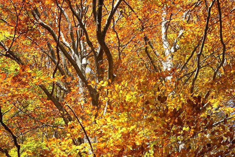 Rifugio Lagdei. Funghi e Foliage: il fine settimana d'oro delle faggete