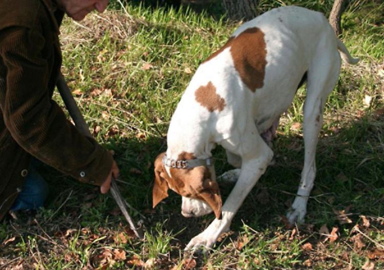 Alla ricerca del Tartufo della Valceno