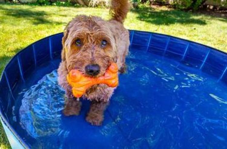 I cani soffrono il caldo, contro il colpo di calore anche capi refrigeranti