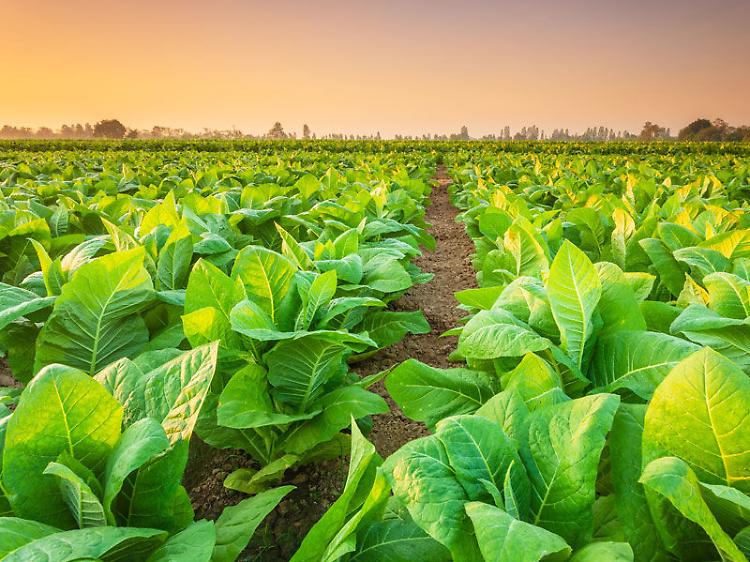 Tabacco, Confagricoltura: "Garantire futuro e occupazione alla filiera"
