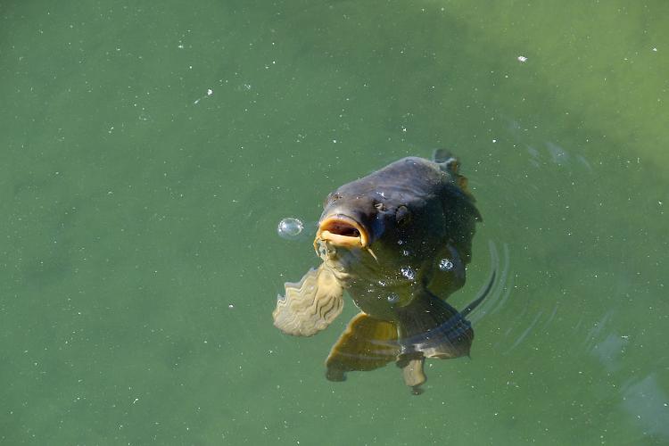 Pesce, la siccità colpisce la produzione