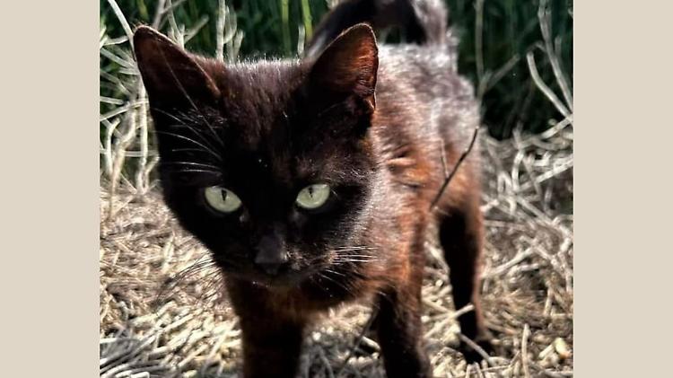 Gattino gettato nel giardino di una casa: cercasi nuovo padrone
