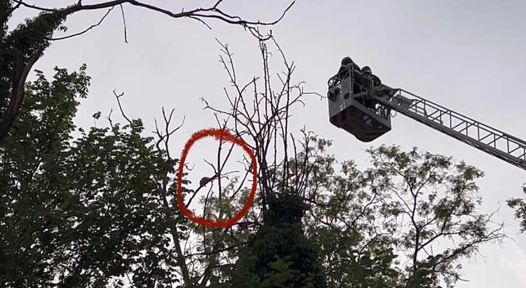 Gatto sale su un albero e non riesce a scendere, salvato dai vigili del fuoco