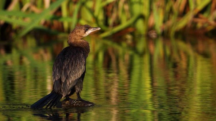 Bioblitz Lombardia 2023 alle Bine!