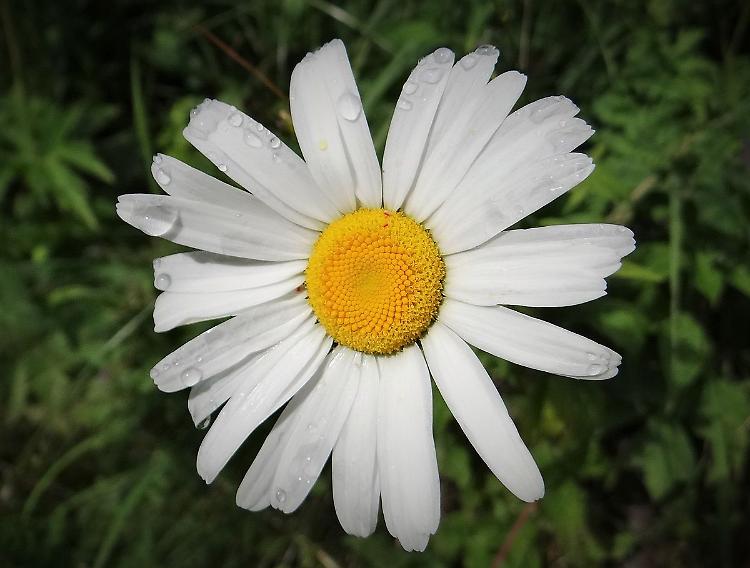 Serate dei naturalisti cremonesi con Fabrizio Bonali