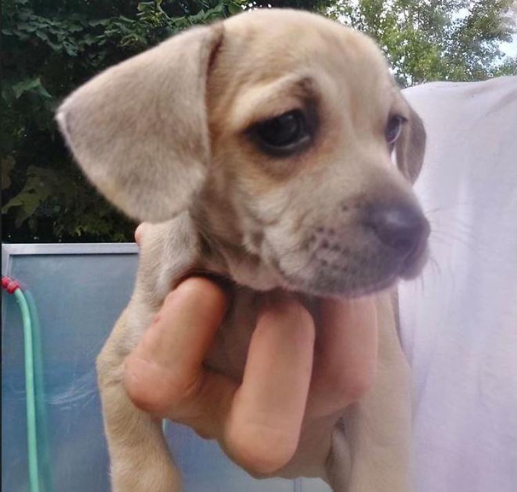 Cagnolina di 700 grammi abbandonata in stazione dei treni