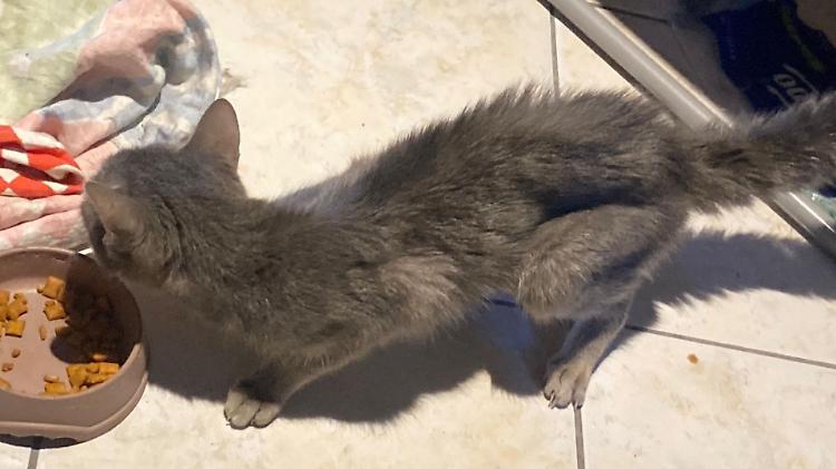 Chiude il gatto in casa per giorni, denunciato per abbandono animali