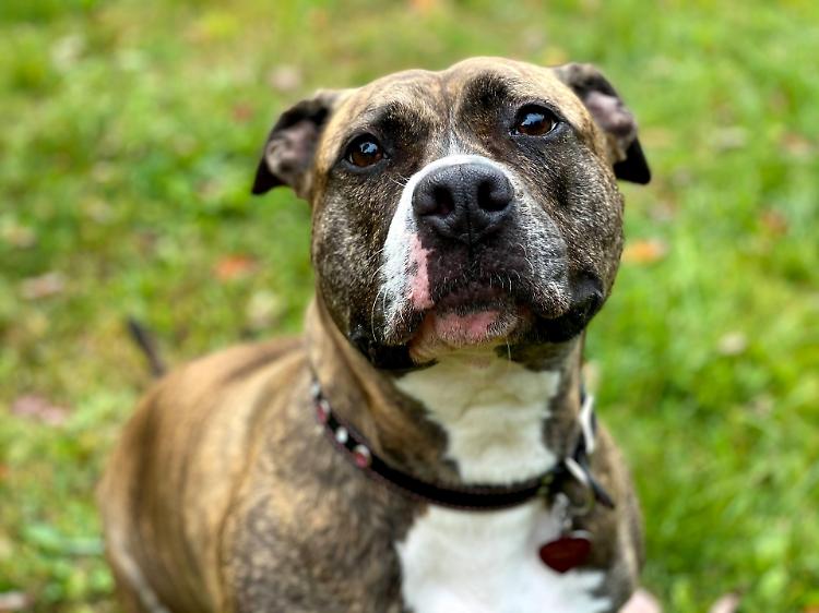 Pitbull aggredisce un cane, padrona trascinata e ferita