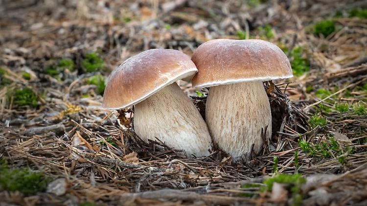 Incontro: La logica segreta dei funghi